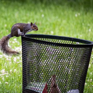 chipmunk, squirrel, dust bin-7742373.jpg